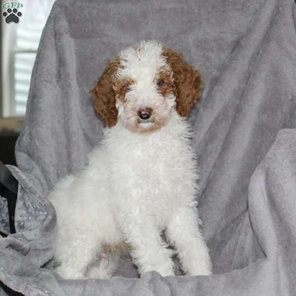 Buster, Standard Poodle Puppy